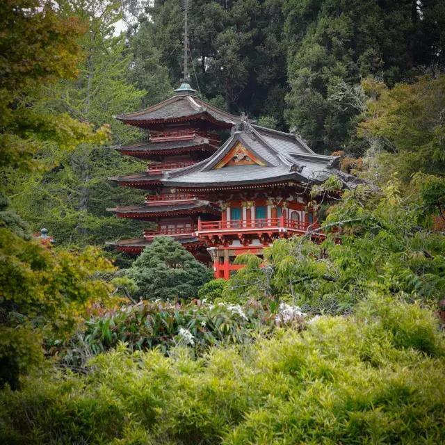 Jardim de chá japonês